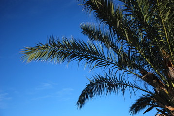 Fototapeta na wymiar Palm tree with bright blue sky