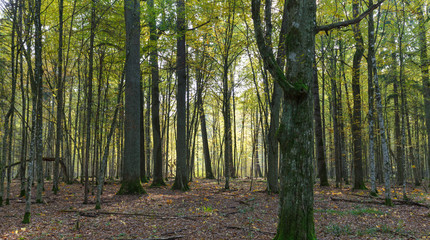 Autumnal deciduous stand