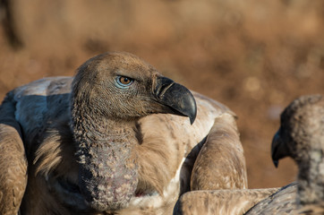 Vulture Portrait