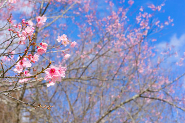 Cherry blossoms, Sakura Flower on blue sky background, Pink flowers on blue sky background, Selective focus