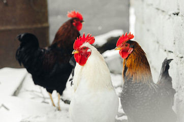 the tool on the wood