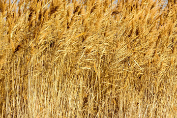 common reed (phragmites australis) bending with the wind, in win