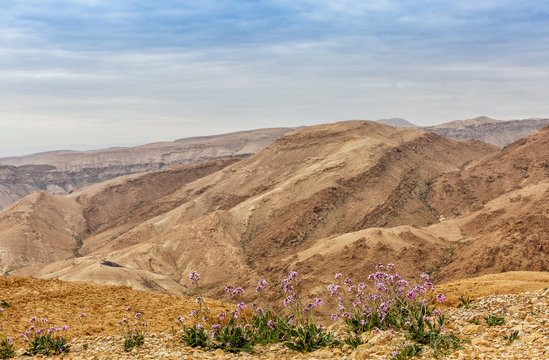 Blossoming Negev desert in Israel