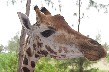 Giraffe Masai Mara Kenya Africa