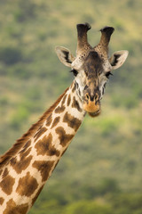Naklejka na ściany i meble Giraffe Masai Mara Kenya Africa