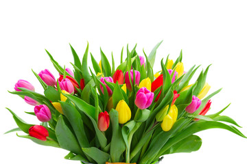 fresh violet, yellow and red tulip flowers with green leaves bouquet isolated on white background