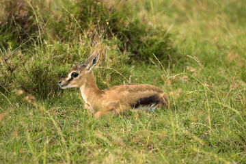 Young Thomson s Gazelle