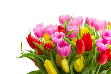 blooming violet, yellow and red tulip flowers with green leaves close up isolated on white background