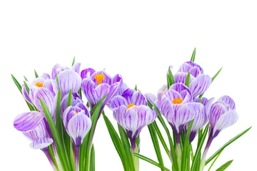 Fototapete Krokusse Violette Krokusse frische Blumen isoliert auf weißem Hintergrund