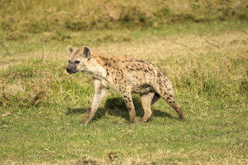 Spotted Hyena