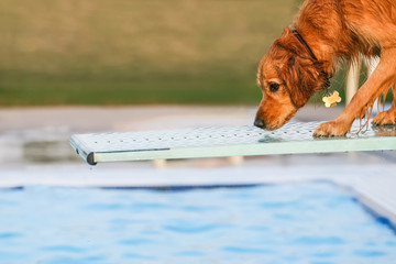 Dog on a diving board