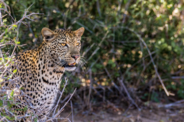 Leopard