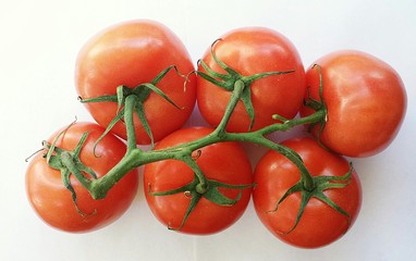 tomatoes on a branch