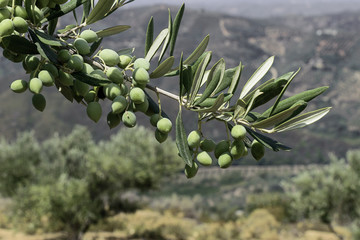 Branch of green olives