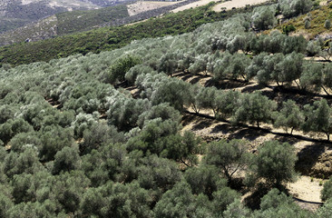Olives plantation on the slopes of Crete