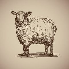 Sheep in sketch style. Illustration livestock drawn by hand. Farm animals on gray background.
