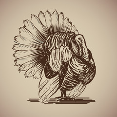Bird turkey in sketch style. Illustration livestock drawn by hand. Farm animals on gray background.