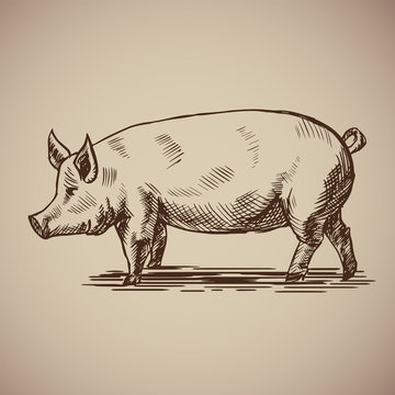 Pig in sketch style. Illustration livestock drawn by hand. Farm animals on gray background.