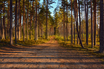 Obraz premium Sunny morning