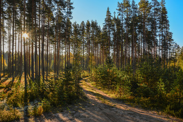 Obraz premium Sunny morning