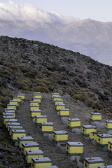 Colorful hives with bees on a meadow in hight mountain region