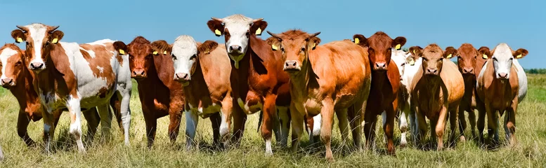 Photo sur Plexiglas Vache Bovins bruns debout ensemble dans le pré