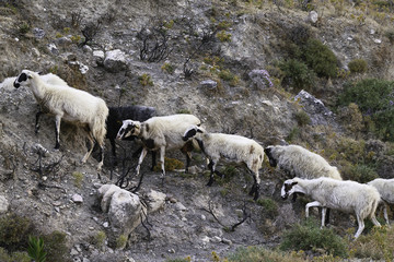 String of sheep on a mountain path