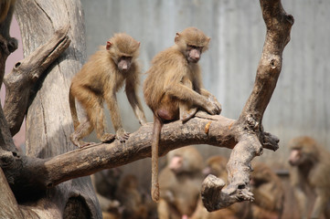 dos monos sobre una rama