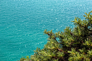 Fototapeta na wymiar Blue turquise sea and green shrubs
