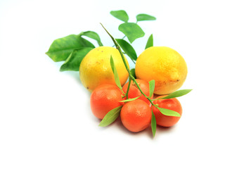 Kumquats and Lemons on white background