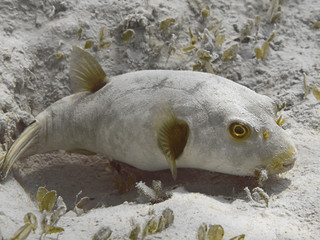 Immaculate puffer (Arothron immaculatus) fish in the water of tropical sea near the bottom