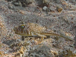 Yellowspotted puffer (Torquigener flavimaculosus) fish in the Red Sea water