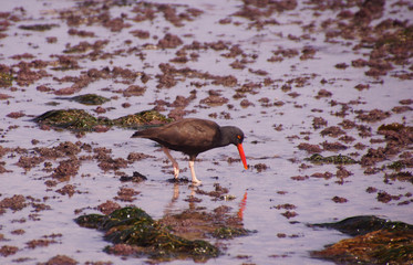 American oystercatcher walking in tide pools