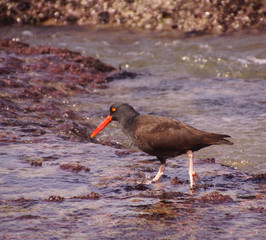 American oystercatcher walking in tide pools