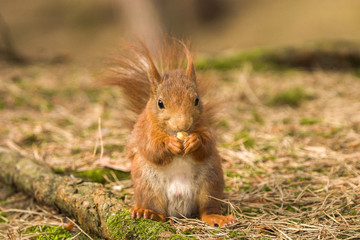 Naklejka na ściany i meble Wild red squirrel in Formby nature reserve north west UK