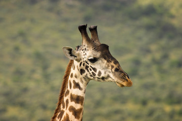 Giraffe Masai Mara Kenya Africa