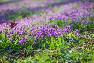Blossoming violets in the spring meadow in the park