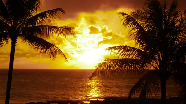 Sunset through palm trees in Hawaii