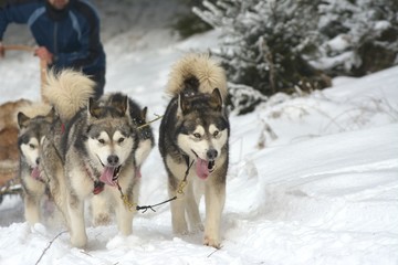 musher dogteam driver and Siberian husky at snow winter competition race in forest