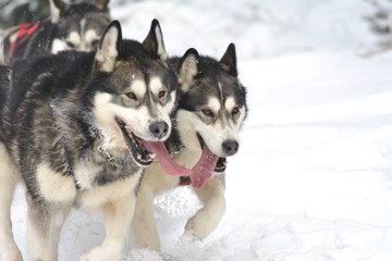 musher dogteam driver and Siberian husky at snow winter competition race in forest