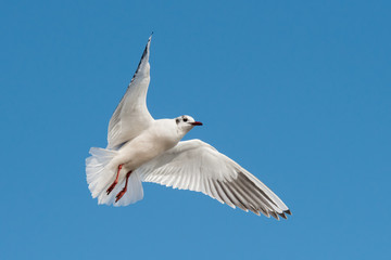 Black-headed Gull, Chroicocephalus ridibundus