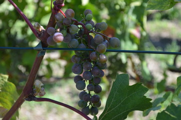 Winogrono w winnicy/A grape in vineyard - obrazy, fototapety, plakaty