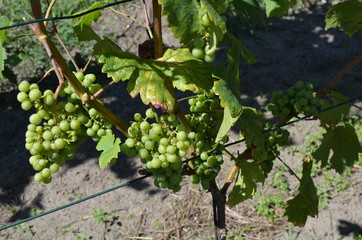 Winogrona w winnicy/Grapes in vineyard - obrazy, fototapety, plakaty