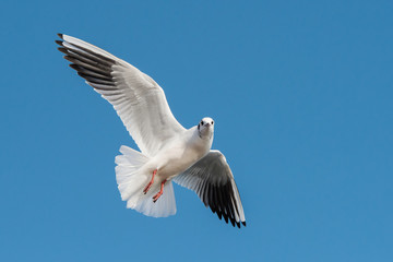 Black-headed Gull, Chroicocephalus ridibundus