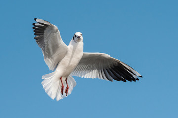 Black-headed Gull, Chroicocephalus ridibundus