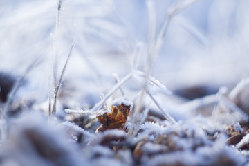 Plants frozen in winter