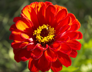 Zinnia elegans.
Zinnia elegans - decorative flower. Video shot in the evening.