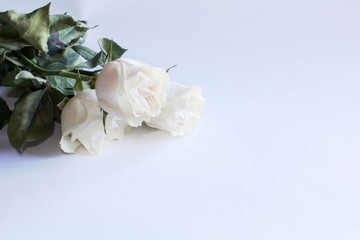 Obraz na płótnie Canvas white roses on the white background