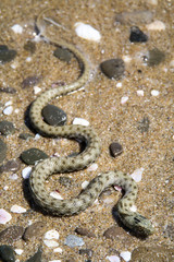 Würfelnatter am Strand, Wasser, Natur, Europa, Bulgarien
