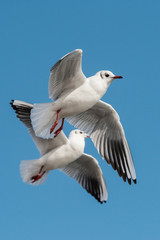 Black-headed Gull, Chroicocephalus ridibundus